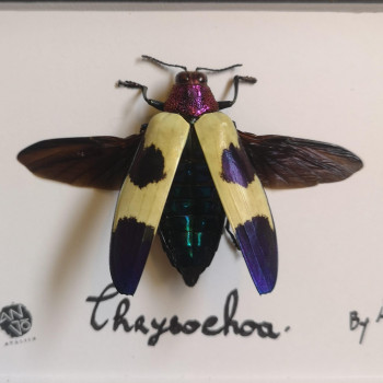 chrysochroa