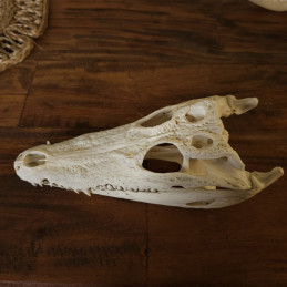 Crâne d'alligator