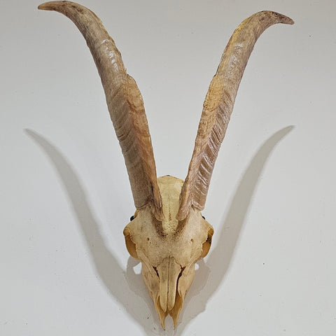 Crâne de bouque steampunk médiéval fait main | Atelier AnJo