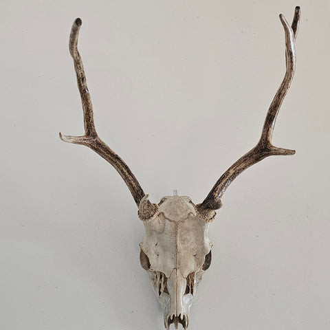 Crâne de cerf élaphe steampunk médiéval fait main | Atelier AnJo