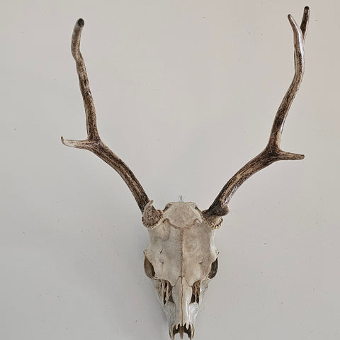 Crâne de cerf élaphe